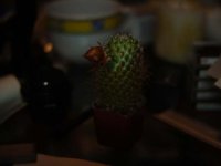 DSC00902.JPG