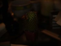 DSC00904.JPG