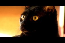 cat1.jpg