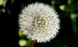 Dandy-Lion.jpg