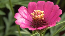FLOWERS-004.jpg