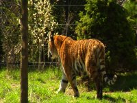 Tiger 01.jpg