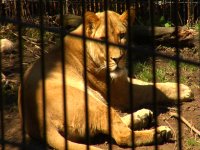 Lion.jpg