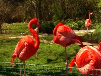 Flamingo.jpg