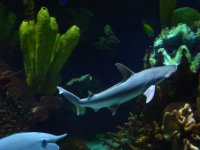 Hammerhead.jpg