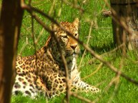 Leopard.jpg