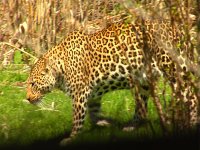 Leopard02.jpg