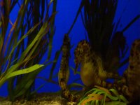 Seahorse 01.jpg