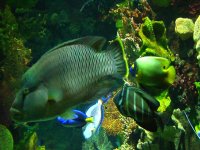 Fish 01.jpg