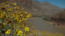 grandcanyon_alb20503_01.jpg