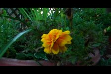 flower 1.jpg