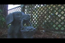 dog1no.jpg