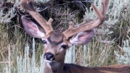 buck-4k60p-400%-.jpg