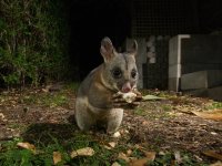 Possum.jpg Possum.jpg
