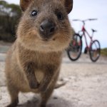 Quokka_cs.jpg Quokka_cs.jpg