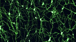 frontiers-in-cellular-neuroscience-pyramidal-neurons-simulation1.jpg frontiers-in-cellular-neuroscience-pyramidal-neurons-simulation1.jpg