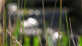 Bokeh-1.jpg