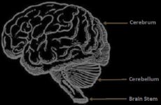 brain.jpg brain.jpg