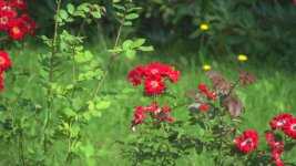 oversaturated red.jpg