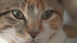 cat 1080p.jpg