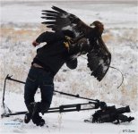 eagle eye..jpg