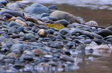 Cluxewe-Spawning-StoryPR1.jpg