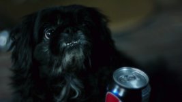 Pepsi-Dog-4.jpg Pepsi-Dog-4.jpg