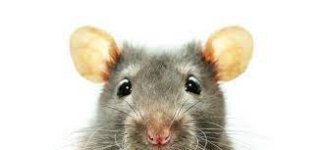 Mouse.jpg