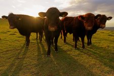Cow 2A.jpg Cow 2A.jpg