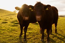 Cow 1A.jpg Cow 1A.jpg