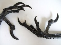 Crows Feet.jpg Crows Feet.jpg