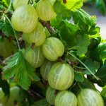 gooseberries.jpg gooseberries.jpg