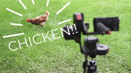 ChickenPhotoPro.jpg