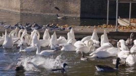 swan_1.7.1.jpg swan_1.7.1.jpg