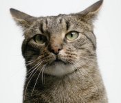 AlexaLFCat.jpg