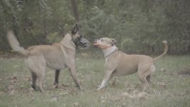 S-LOG-2.Dogs.clean.jpg