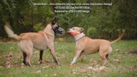 S-LOG-2.Dogs.CY LUT.jpg