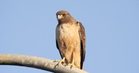 hawk.jpg