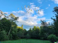 Click image for larger version Name: DALL·E 2022-09-29 00.27.59 - flock of seagulls flying over my backyard.jpg Views: 0 Size: 129.7 KB ID: 5695121 Click image for larger version Name: DALL·E 2022-09-29 00.27.59 - flock of seagulls flying over my backyard.jpg Views: 0 Size: 129.7 KB ID: 5695121