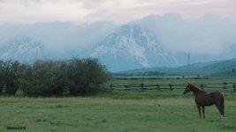 Horse and Mountain copy.jpg Horse and Mountain copy.jpg