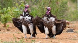 221020110127-09-comedy-wildlife-photo-awards-super-tease.jpg