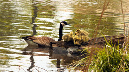 Photo_of_a_Mama_Goose_and_her_Baby_Chicks_50.jpg