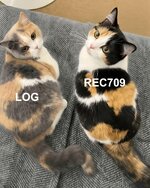 LOG vs 709.jpg