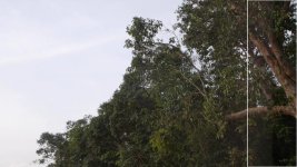 Image_1.jpg