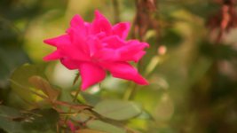 flower.jpg