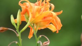 flower2.jpg