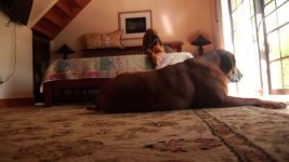 dogs.jpg