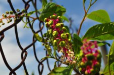 Flower2.jpg Flower2.jpg