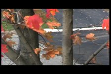 tress.jpg