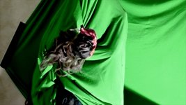 Wolfpunchgreenscreen.jpg